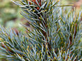 Pinus parviflora Kin-po IMG_1566 Sosna drobnokwiatowa